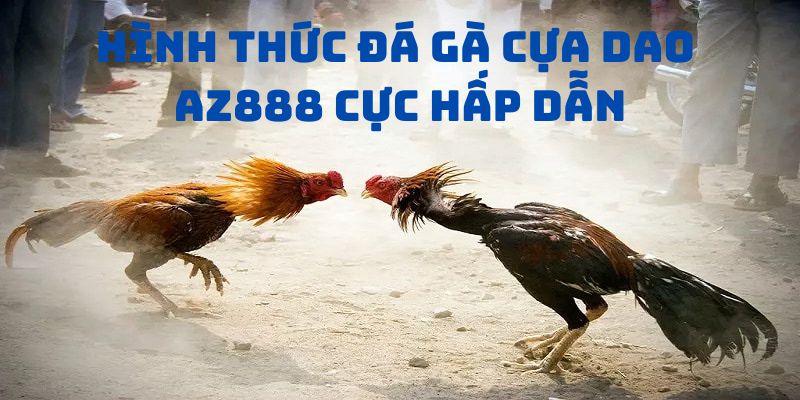 Đá gà cựa dao az888 hấp dẫn với tính sát thương cao hơn bình thường